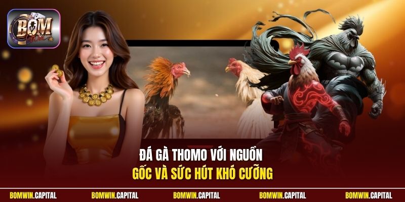 Đá gà Thomo với nguồn gốc và sức hút khó cưỡng